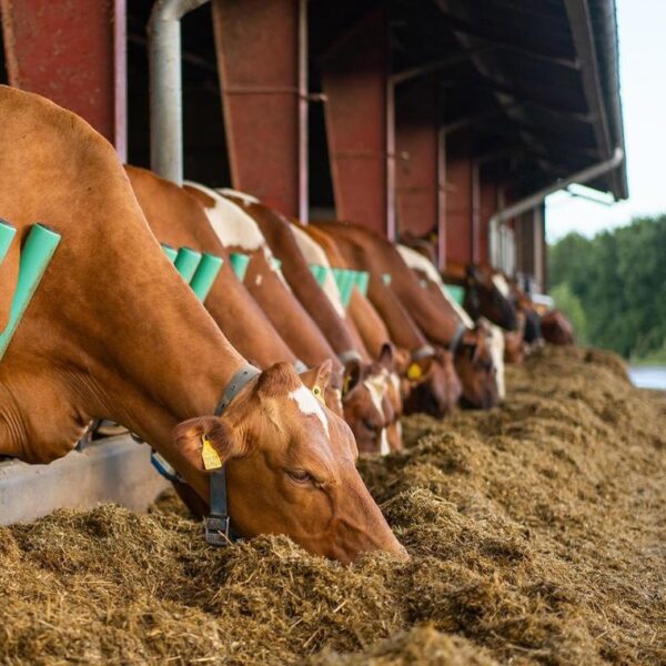 farm-single-post-image-4-opt